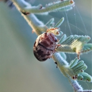 Elaphodes cervinus at Cook, ACT - 14 Apr 2021 04:40 PM