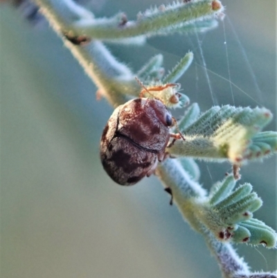 Elaphodes sp. (genus) (Leaf beetle) at Cook, ACT - 14 Apr 2021 by CathB