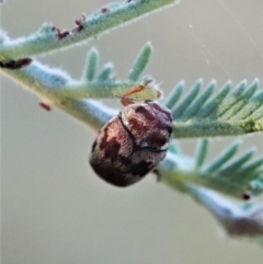 Elaphodes cervinus at Cook, ACT - 14 Apr 2021 04:40 PM