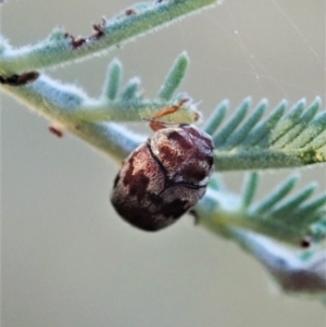 Elaphodes cervinus at Cook, ACT - 14 Apr 2021 04:40 PM