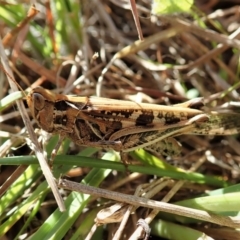 Austroicetes sp. (genus) (A grasshopper) at Cook, ACT - 18 Apr 2021 by CathB