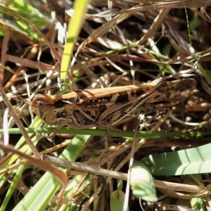 Austroicetes sp. (genus) at Cook, ACT - 18 Apr 2021 02:58 PM