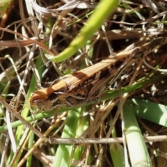 Austroicetes sp. (genus) at Cook, ACT - 18 Apr 2021 02:58 PM