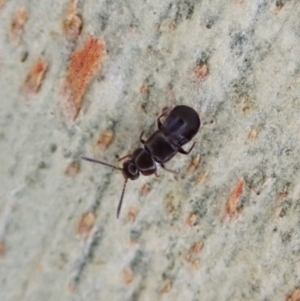 Staphylinidae (family) at Point 4526 - 16 Apr 2021