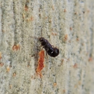 Staphylinidae (family) at Point 4526 - 16 Apr 2021 03:46 PM