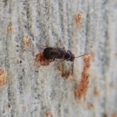 Staphylinidae (family) at Point 4526 - 16 Apr 2021