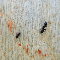 Staphylinidae (family) at Point 4526 - 16 Apr 2021