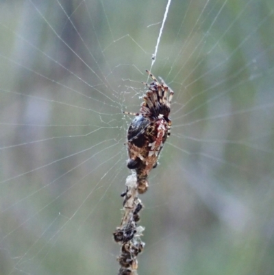 Cyclosa trilobata (Three-lobed spider) at Aranda Bushland - 17 Apr 2021 by CathB