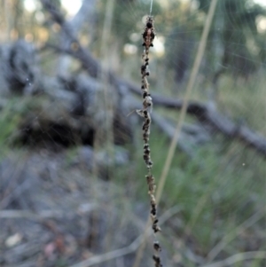 Cyclosa trilobata at Aranda, ACT - 17 Apr 2021