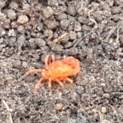 Trombidiidae (family) (Red velvet mite) at QPRC LGA - 24 Apr 2021 by tpreston