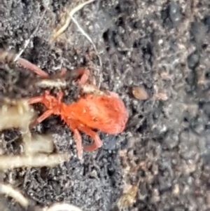 Trombidiidae (family) at Palerang, NSW - 24 Apr 2021