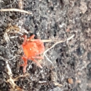 Trombidiidae (family) at Palerang, NSW - 24 Apr 2021