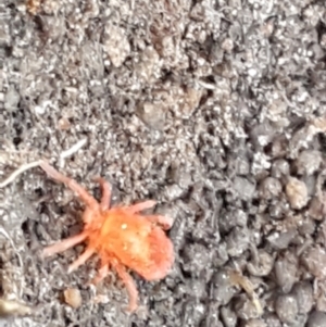 Trombidiidae (family) at Palerang, NSW - 24 Apr 2021 02:35 PM