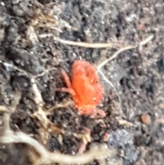 Trombidiidae (family) at Palerang, NSW - 24 Apr 2021