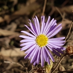 Brachyscome rigidula (Hairy Cut-leaf Daisy) at Forbes Creek, NSW - 24 Apr 2021 by trevorpreston