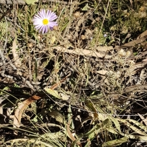 Brachyscome rigidula at Forbes Creek, NSW - 24 Apr 2021