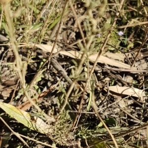Brachyscome rigidula at Forbes Creek, NSW - 24 Apr 2021