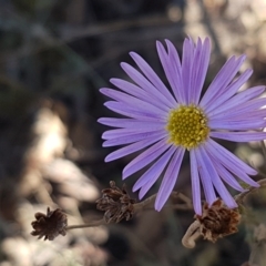 Brachyscome rigidula at Forbes Creek, NSW - 24 Apr 2021