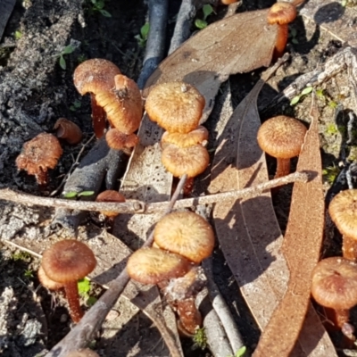 Laccaria sp. (Laccaria) at Tallaganda National Park - 24 Apr 2021 by tpreston