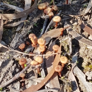 Laccaria sp. at Forbes Creek, NSW - 24 Apr 2021