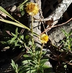 Coronidium scorpioides at Forbes Creek, NSW - 24 Apr 2021