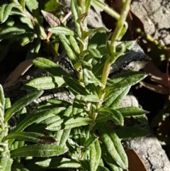 Coronidium scorpioides at Forbes Creek, NSW - 24 Apr 2021