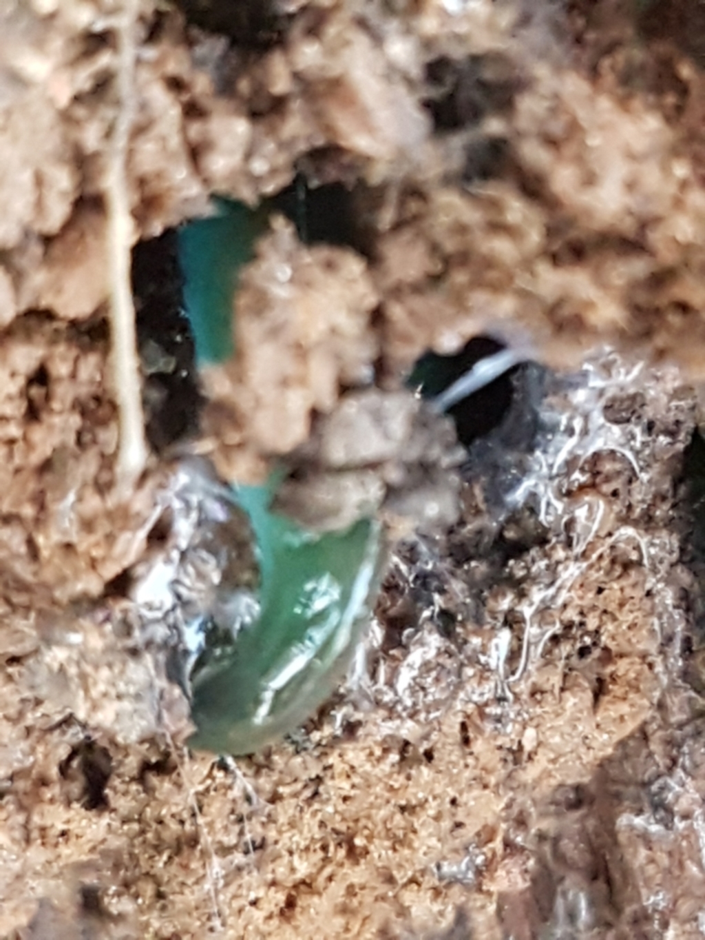 Caenoplana coerulea at Palerang, NSW - 24 Apr 2021
