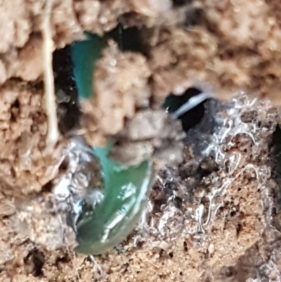 Caenoplana coerulea (Blue Planarian, Blue Garden Flatworm) at Palerang, NSW - 24 Apr 2021 by tpreston