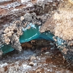 Caenoplana coerulea at Palerang, NSW - 24 Apr 2021
