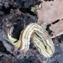 Caenoplana sulphurea (A Flatworm) at Palerang, NSW - 24 Apr 2021 by trevorpreston