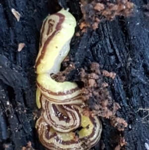 Caenoplana sulphurea at Palerang, NSW - 24 Apr 2021