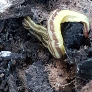 Caenoplana sulphurea at Palerang, NSW - 24 Apr 2021