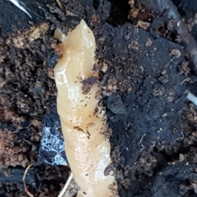 Australoplana alba (A flatworm) at Tallaganda National Park - 24 Apr 2021 by tpreston