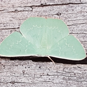 Prasinocyma semicrocea at QPRC LGA - 24 Apr 2021