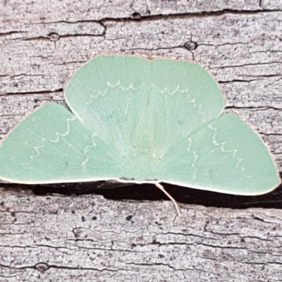 Prasinocyma semicrocea (Common Gum Emerald moth) at QPRC LGA - 24 Apr 2021 by trevorpreston