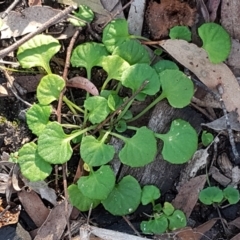 Viola hederacea (Ivy-leaved Violet) at Forbes Creek, NSW - 24 Apr 2021 by tpreston