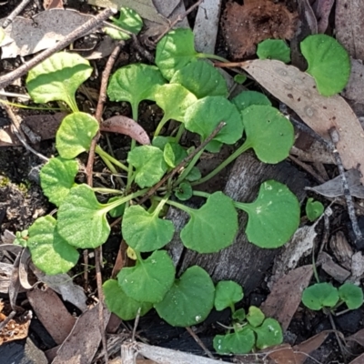 Viola hederacea (Ivy-leaved Violet) at Forbes Creek, NSW - 24 Apr 2021 by trevorpreston
