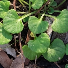 Viola hederacea at Forbes Creek, NSW - 24 Apr 2021 03:53 PM