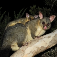 Trichosurus vulpecula (Common Brushtail Possum) at Kambah, ACT - 23 Apr 2021 by MatthewFrawley