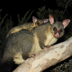 Trichosurus vulpecula at Kambah, ACT - 23 Apr 2021