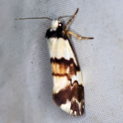 Philenora irregularis (Lithosiini) at Deua National Park (CNM area) - 16 Apr 2021 by ibaird