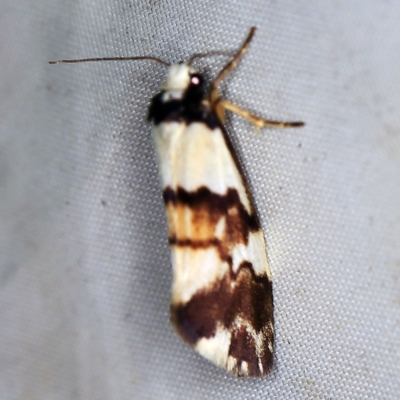 Philenora irregularis (Lithosiini) at QPRC LGA - 16 Apr 2021 by ibaird