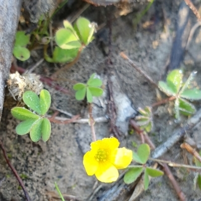 Oxalis sp. (Wood Sorrel) at Holt, ACT - 23 Apr 2021 by drakes