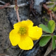 Oxalis sp. at Holt, ACT - 23 Apr 2021 09:14 AM