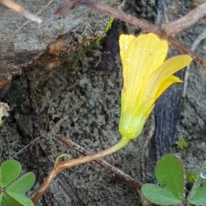 Oxalis sp. at Holt, ACT - 23 Apr 2021 09:14 AM