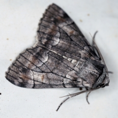 Stibaroma undescribed species (A Line-moth) at QPRC LGA - 16 Apr 2021 by ibaird