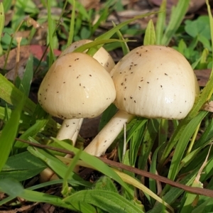 Limacella pitereka at Cook, ACT - 26 May 2020