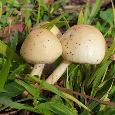 Limacella pitereka at Cook, ACT - 26 May 2020 by drakes