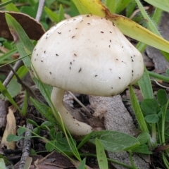 Limacella pitereka at Cook, ACT - 26 May 2020