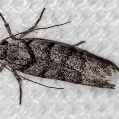 Lichenaula onychodes (A Xyloryctid moth) at Melba, ACT - 12 Jan 2021 by Bron